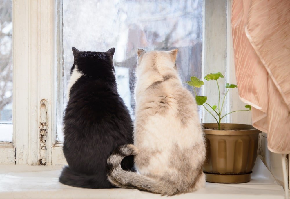cats 