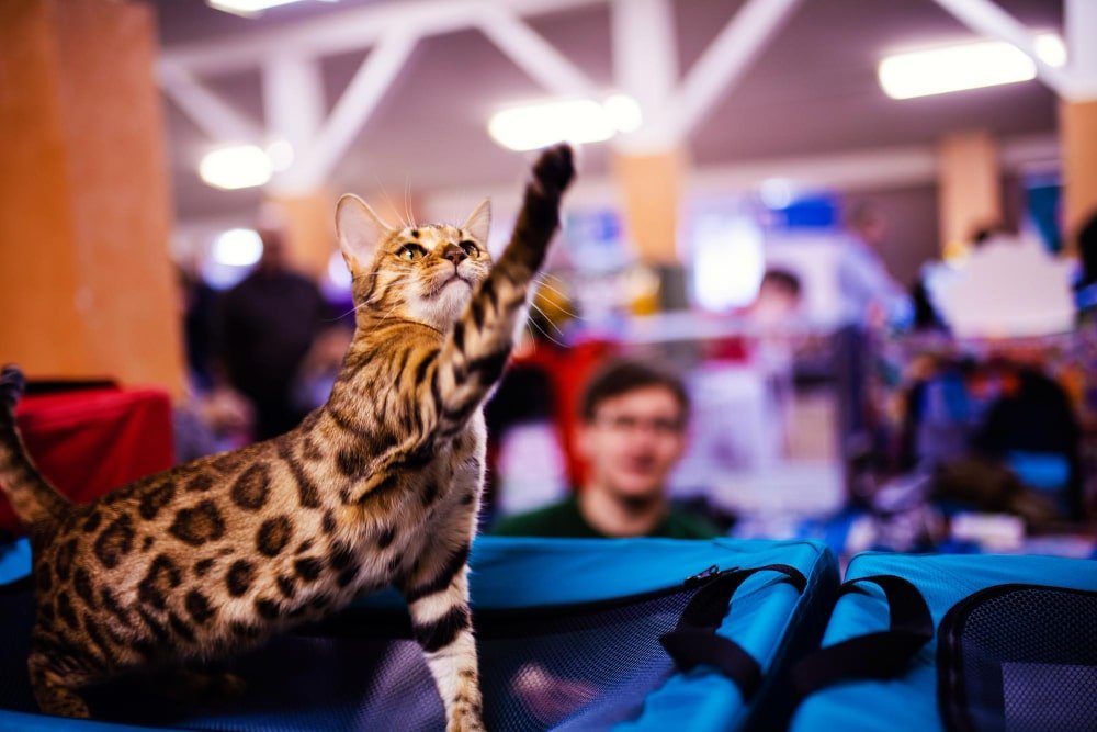 Cats 