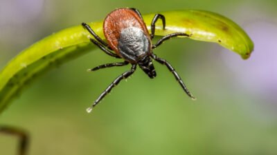 Lyme disease