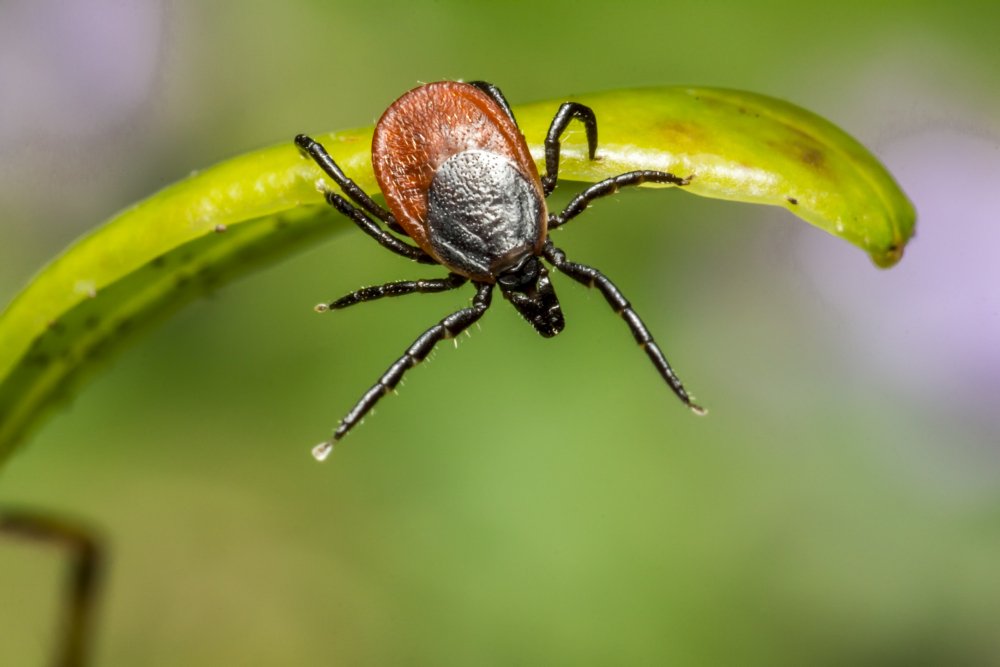 Lyme disease